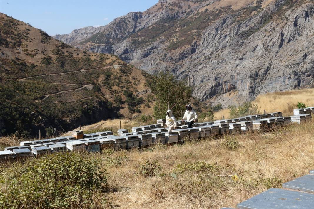 Terörün susturduğu köy, arılarla tekrar hayat buldu 5
